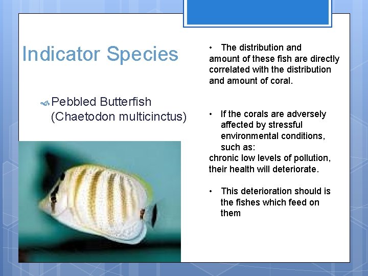 Indicator Species Pebbled Butterfish (Chaetodon multicinctus) • The distribution and amount of these fish