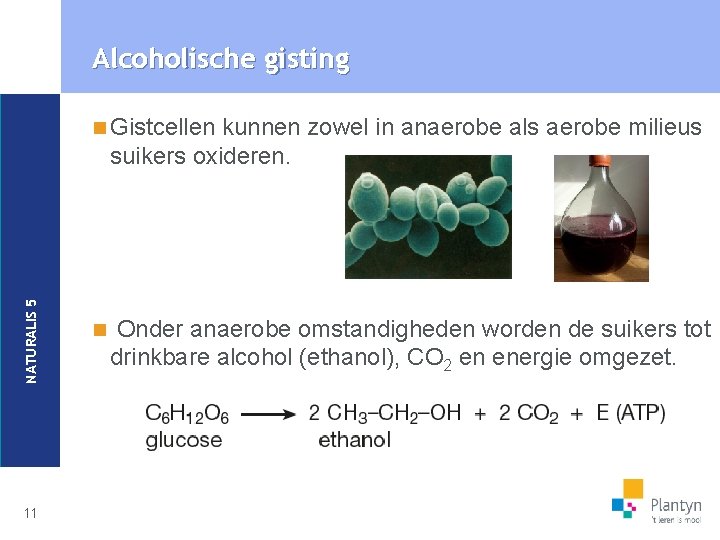 Alcoholische gisting kunnen zowel in anaerobe als aerobe milieus suikers oxideren. NATURALIS 5 n