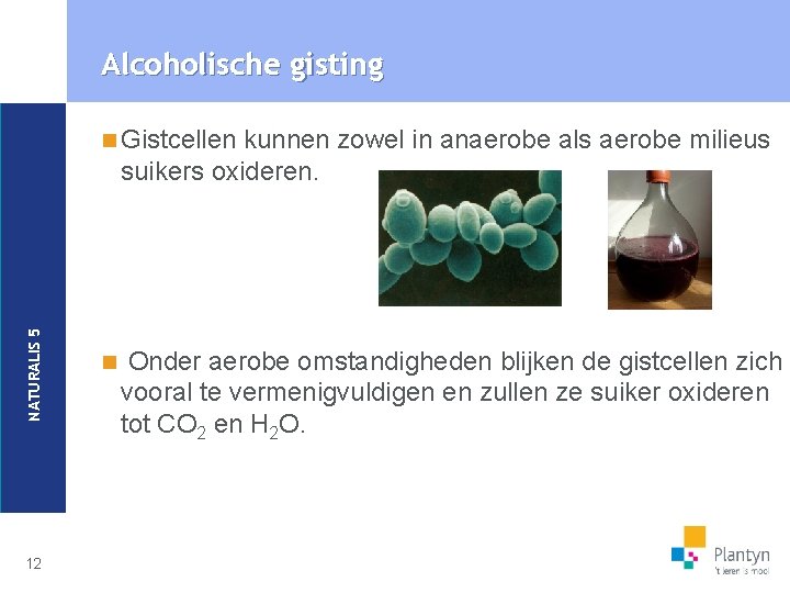 Alcoholische gisting kunnen zowel in anaerobe als aerobe milieus suikers oxideren. NATURALIS 5 n