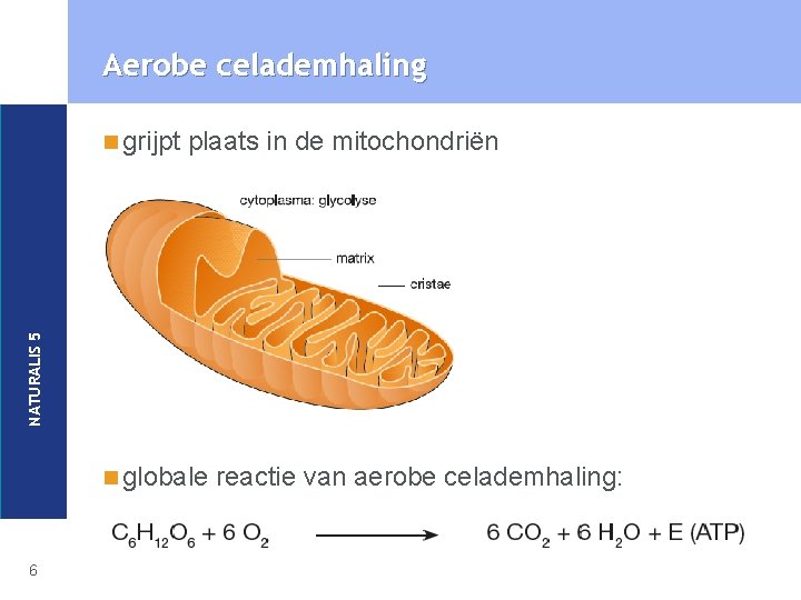 Aerobe celademhaling plaats in de mitochondriën NATURALIS 5 n grijpt n globale 6 reactie