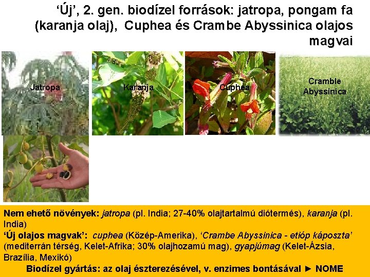 ‘Új’, 2. gen. biodízel források: jatropa, pongam fa (karanja olaj), Cuphea és Crambe Abyssinica