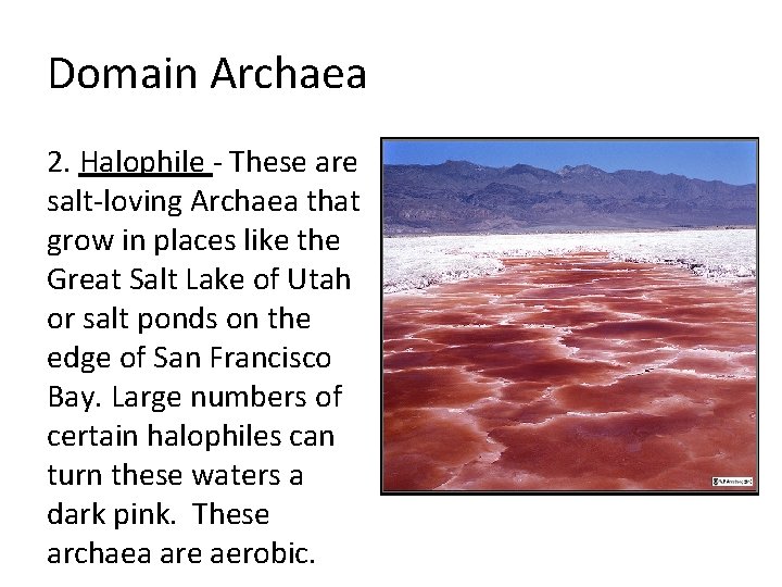 Domain Archaea 2. Halophile - These are salt-loving Archaea that grow in places like