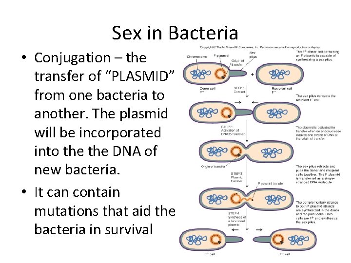 Sex in Bacteria • Conjugation – the transfer of “PLASMID” from one bacteria to