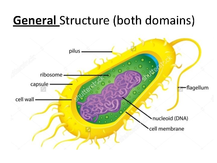 General Structure (both domains) 