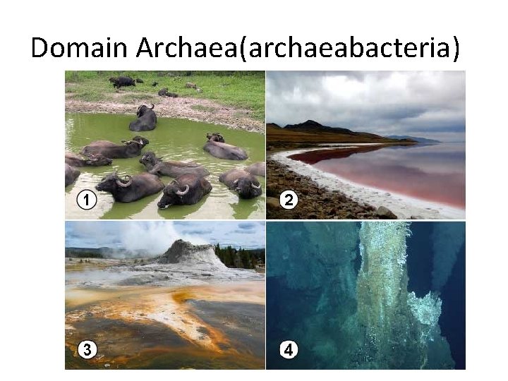 Domain Archaea(archaeabacteria) 