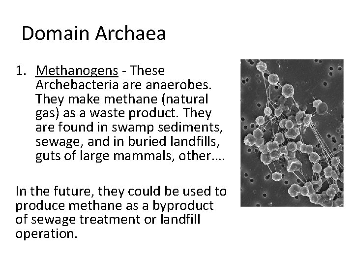 Domain Archaea 1. Methanogens - These Archebacteria are anaerobes. They make methane (natural gas)