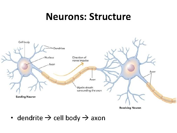 Neurons: Structure • dendrite cell body axon 