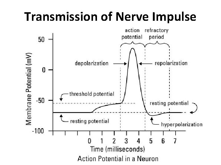 Transmission of Nerve Impulse 