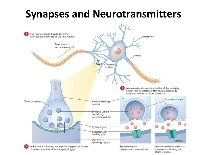 Synapses and Neurotransmitters © 2011 The Mc. Graw-Hill Companies, Inc. 
