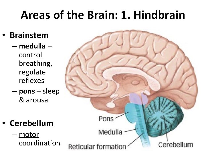 Areas of the Brain: 1. Hindbrain • Brainstem – medulla – control breathing, regulate