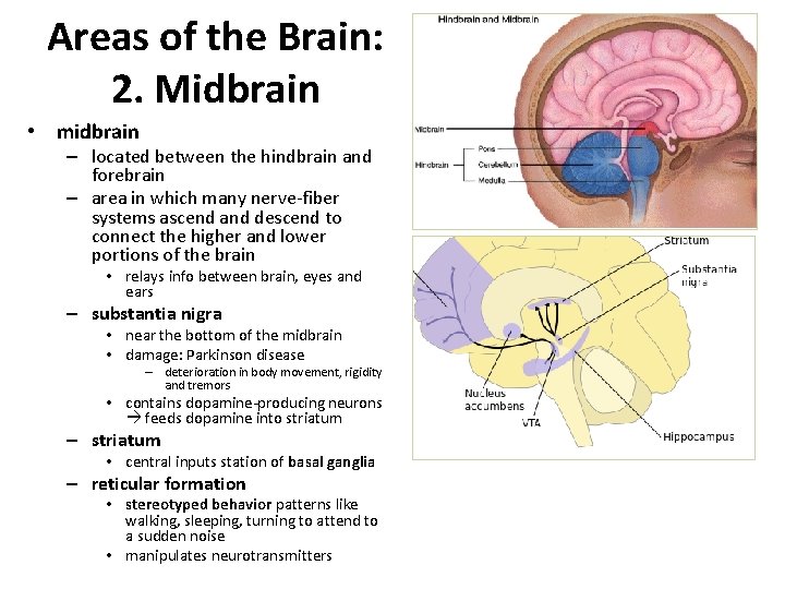 Areas of the Brain: 2. Midbrain • midbrain – located between the hindbrain and