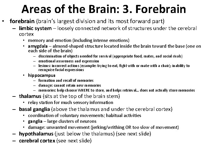 Areas of the Brain: 3. Forebrain • forebrain (brain’s largest division and its most