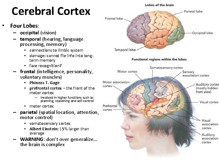 Cerebral Cortex • Four Lobes: – occipital (vision) – temporal (hearing, language processing, memory)
