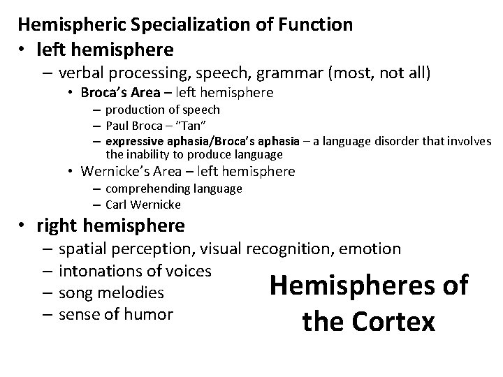 Hemispheric Specialization of Function • left hemisphere – verbal processing, speech, grammar (most, not
