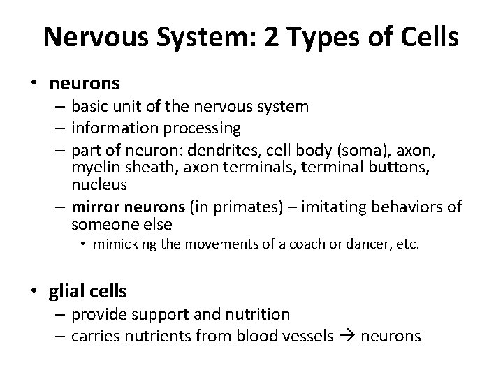 Nervous System: 2 Types of Cells • neurons – basic unit of the nervous