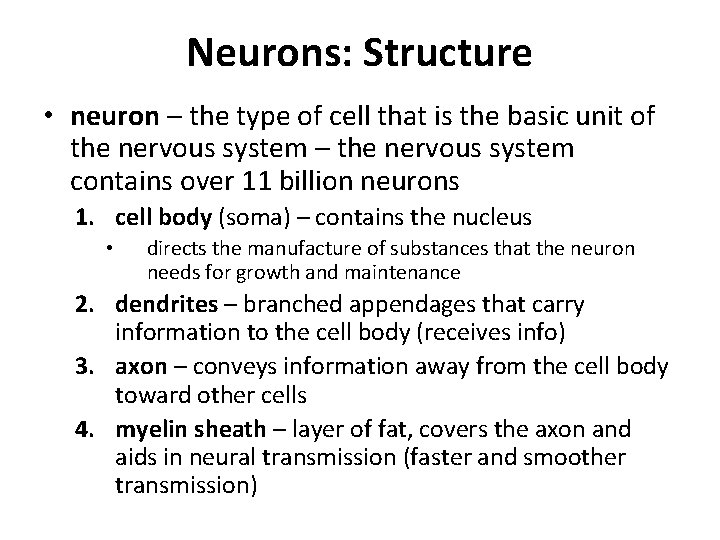 Neurons: Structure • neuron – the type of cell that is the basic unit