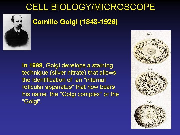 CELL BIOLOGY/MICROSCOPE Camillo Golgi (1843 -1926) In 1898, Golgi develops a staining technique (silver