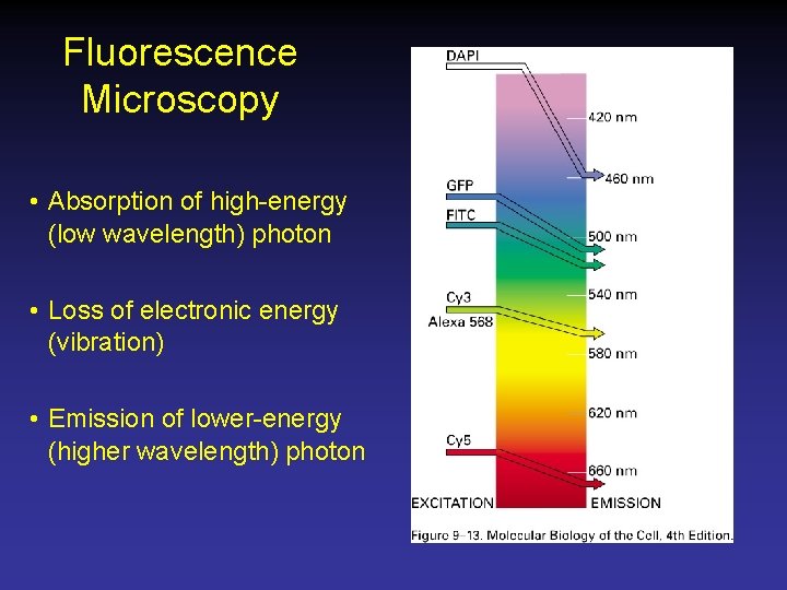 Fluorescence Microscopy • Absorption of high-energy (low wavelength) photon • Loss of electronic energy