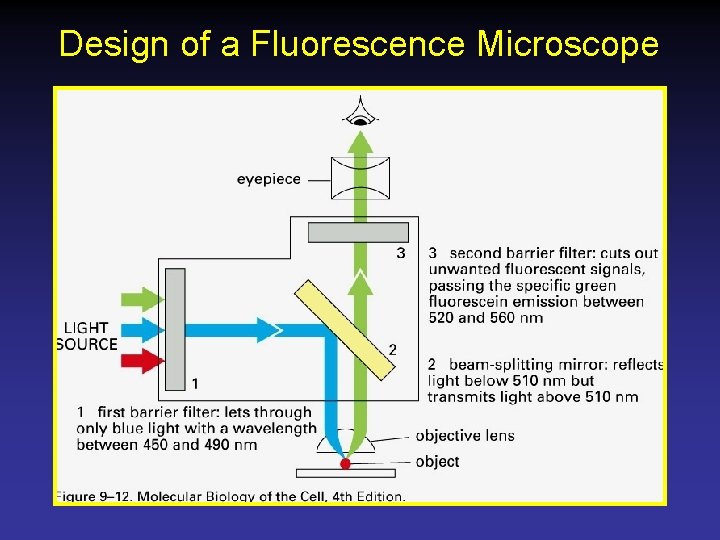 Design of a Fluorescence Microscope 