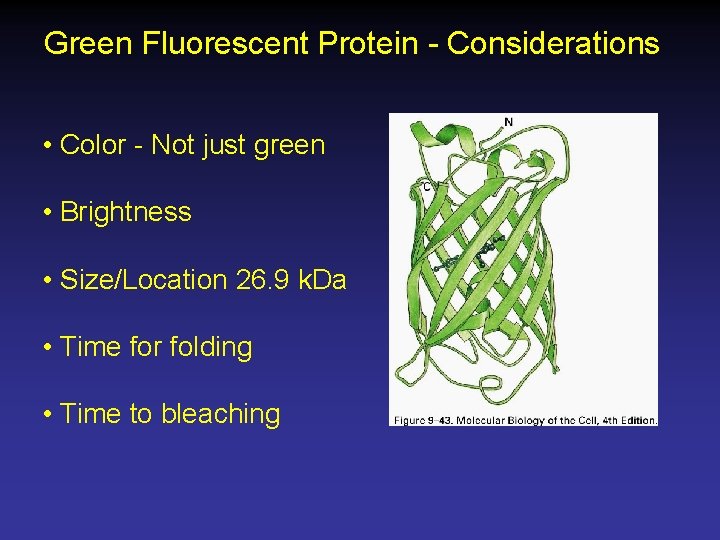 Green Fluorescent Protein - Considerations • Color - Not just green • Brightness •