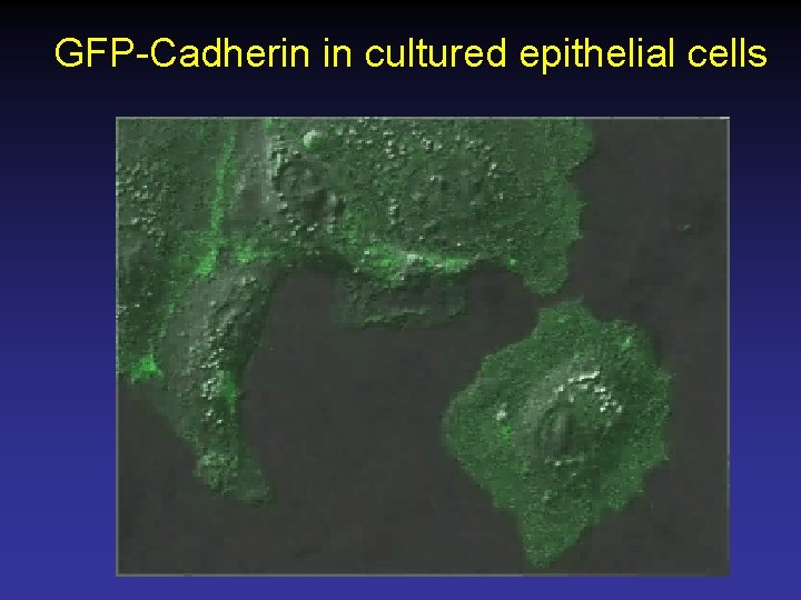 GFP-Cadherin in cultured epithelial cells 