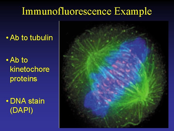 Immunofluorescence Example • Ab to tubulin • Ab to kinetochore proteins • DNA stain