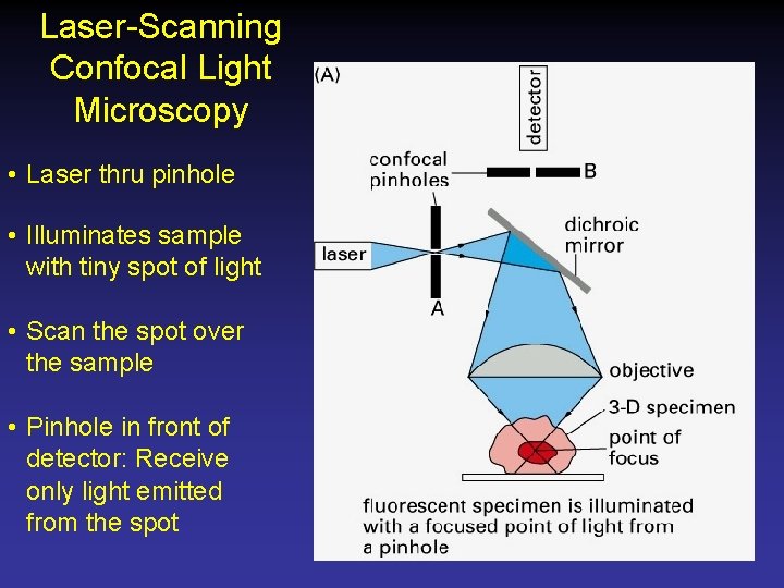 Laser-Scanning Confocal Light Microscopy • Laser thru pinhole • Illuminates sample with tiny spot