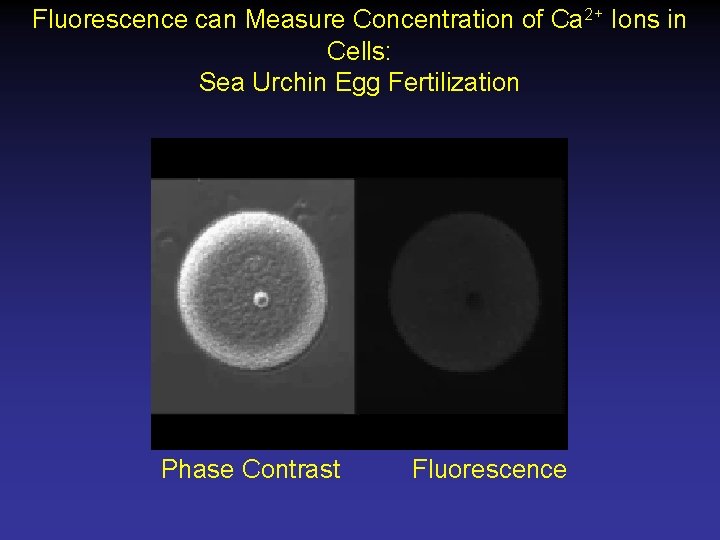 Fluorescence can Measure Concentration of Ca 2+ Ions in Cells: Sea Urchin Egg Fertilization