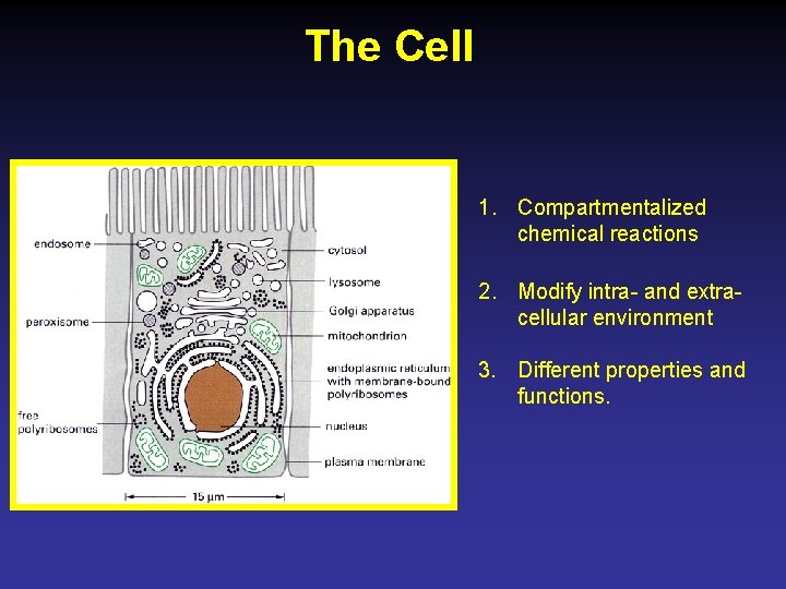 The Cell 1. Compartmentalized chemical reactions 2. Modify intra- and extracellular environment 3. Different