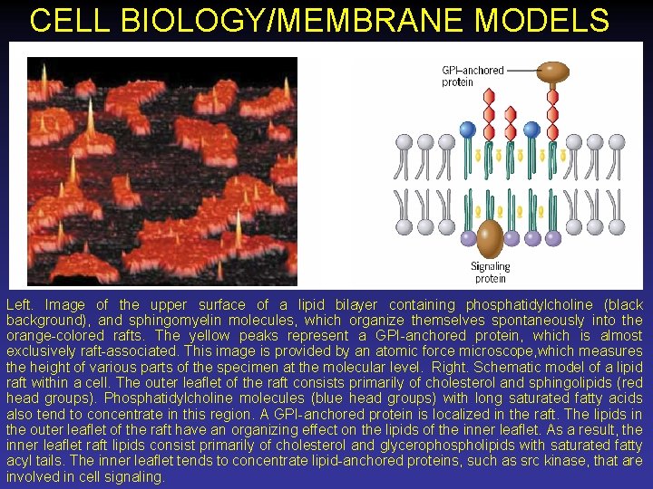 CELL BIOLOGY/MEMBRANE MODELS Left. Image of the upper surface of a lipid bilayer containing