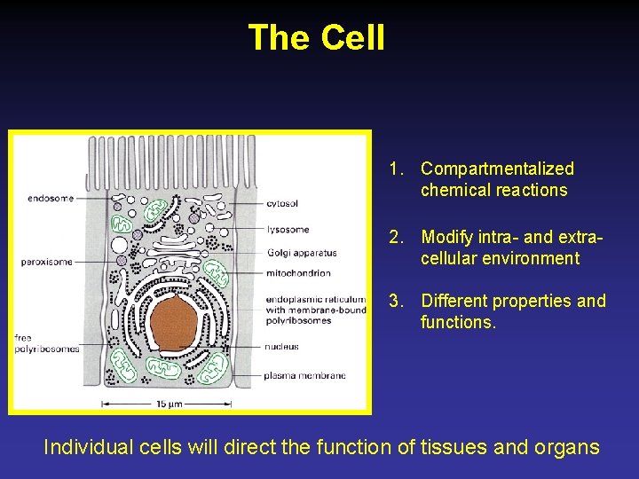 The Cell 1. Compartmentalized chemical reactions 2. Modify intra- and extracellular environment 3. Different