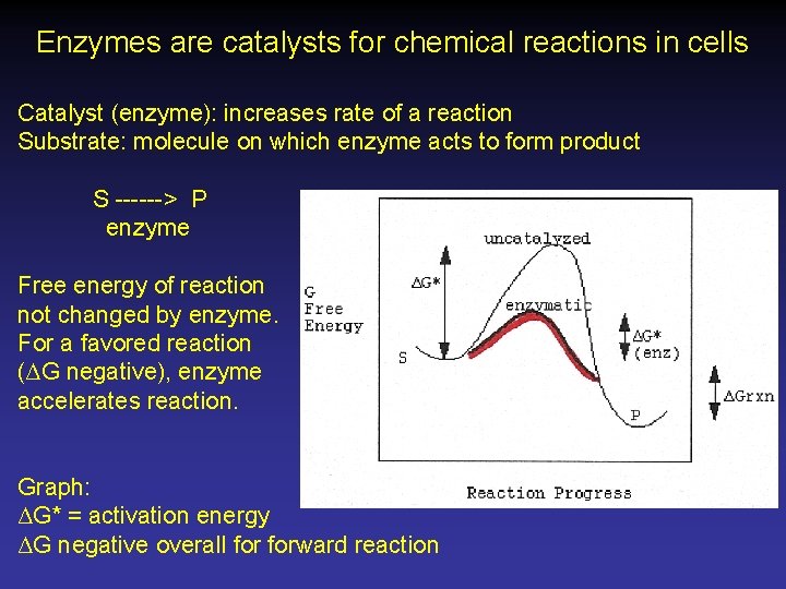 Enzymes are catalysts for chemical reactions in cells Catalyst (enzyme): increases rate of a