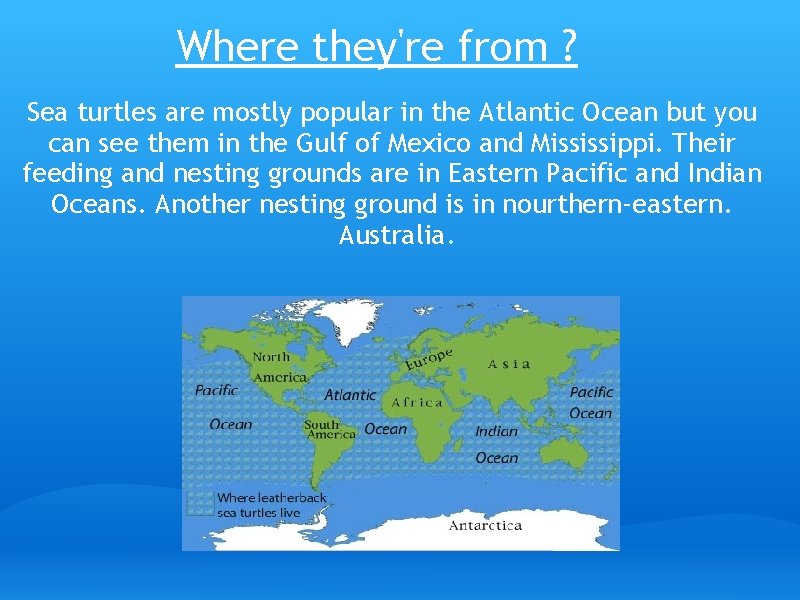 Where they're from ? Sea turtles are mostly popular in the Atlantic Ocean but