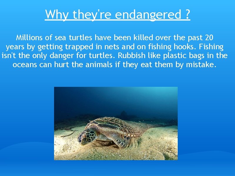 Why they're endangered ? Millions of sea turtles have been killed over the past