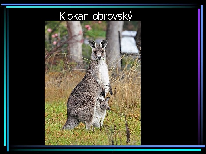 Klokan obrovský 