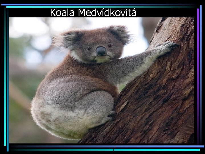 Koala Medvídkovitá 