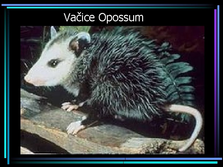 Vačice Opossum 