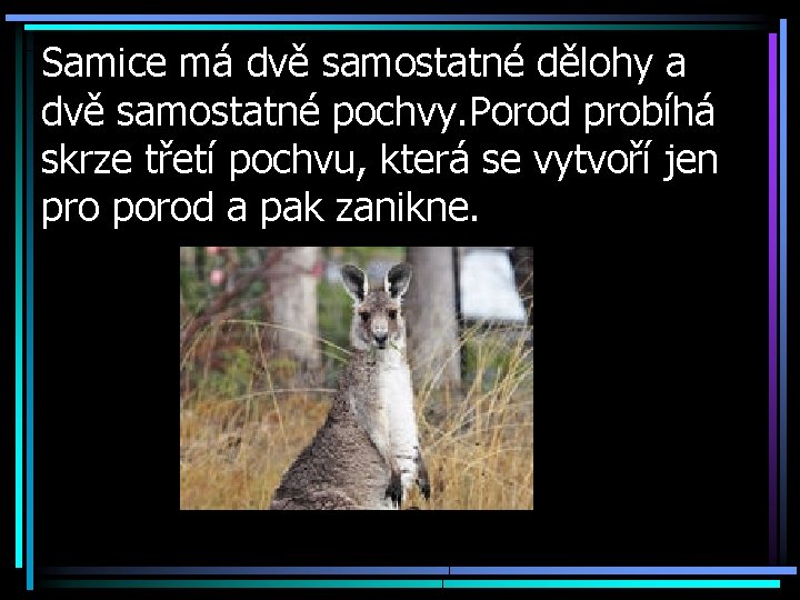 Samice má dvě samostatné dělohy a dvě samostatné pochvy. Porod probíhá skrze třetí pochvu,