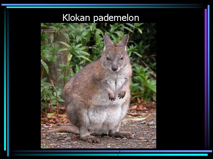 Klokan pademelon 