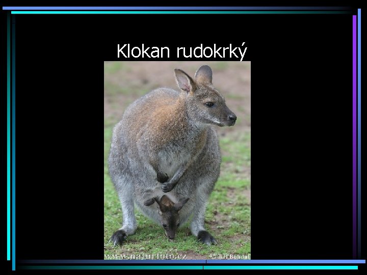 Klokan rudokrký 