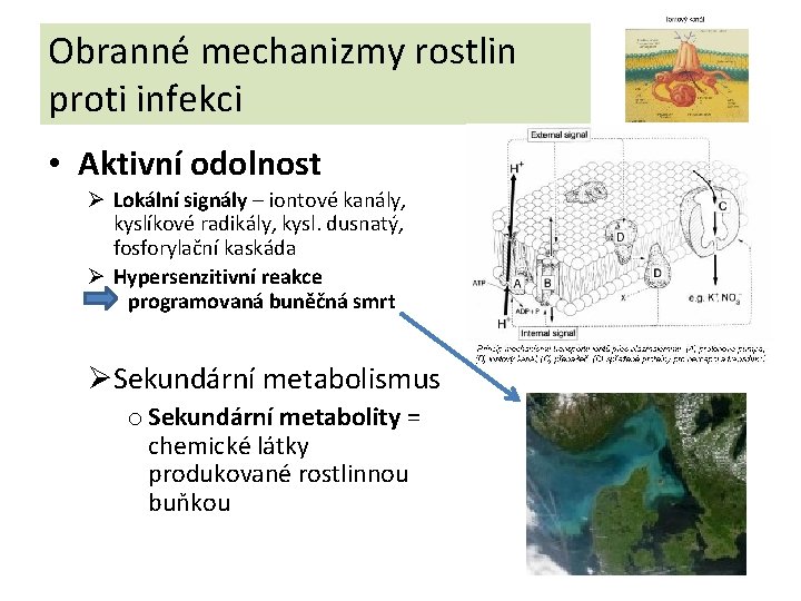 Obranné mechanizmy rostlin proti infekci • Aktivní odolnost Ø Lokální signály – iontové kanály,