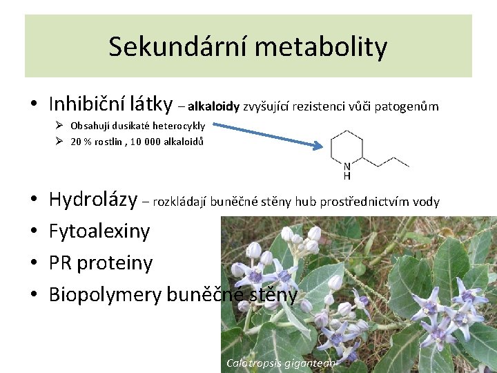 Sekundární metabolity • Inhibiční látky – alkaloidy zvyšující rezistenci vůči patogenům Ø Obsahují dusíkaté