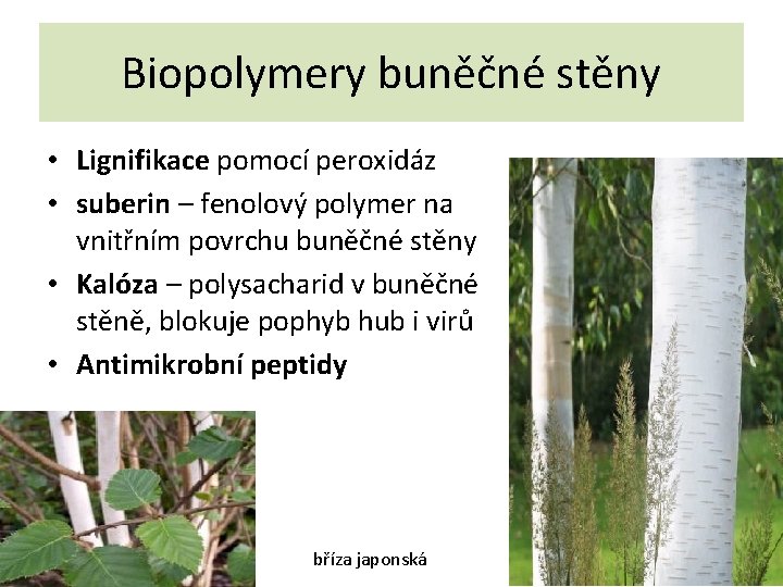 Biopolymery buněčné stěny • Lignifikace pomocí peroxidáz • suberin – fenolový polymer na vnitřním