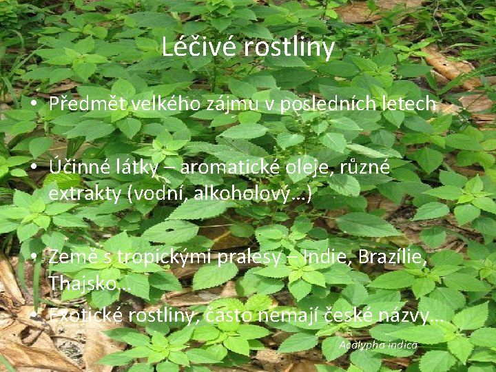 Léčivé rostliny • Předmět velkého zájmu v posledních letech • Účinné látky – aromatické