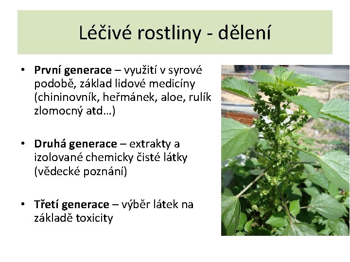 Léčivé rostliny - dělení • První generace – využití v syrové podobě, základ lidové