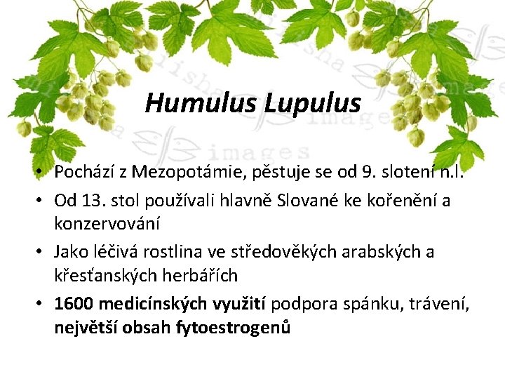 Humulus Lupulus • Pochází z Mezopotámie, pěstuje se od 9. slotení n. l. •