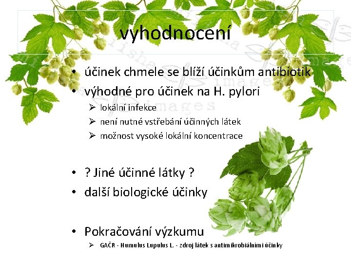 vyhodnocení • účinek chmele se blíží účinkům antibiotik • výhodné pro účinek na H.