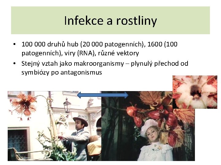 Infekce a rostliny • 100 000 druhů hub (20 000 patogenních), 1600 (100 patogenních),