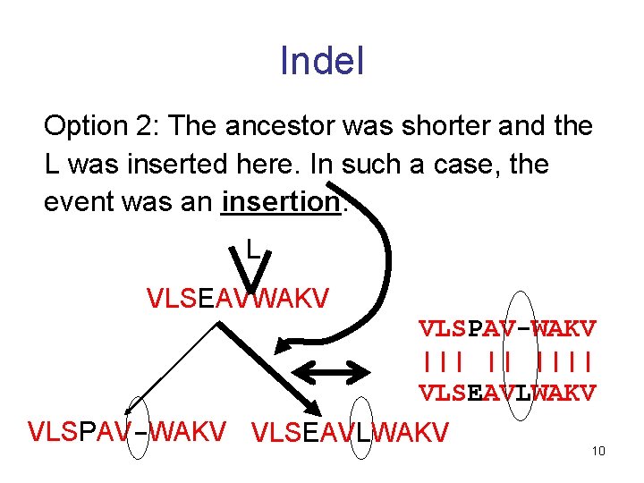 Indel Option 2: The ancestor was shorter and the L was inserted here. In