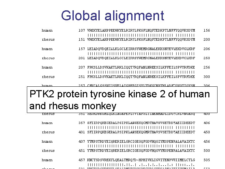 Global alignment PTK 2 protein tyrosine kinase 2 of human and rhesus monkey 13